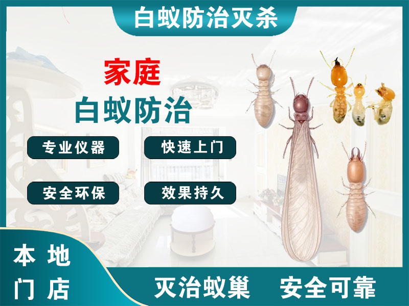诸暨市家庭白蚁防治